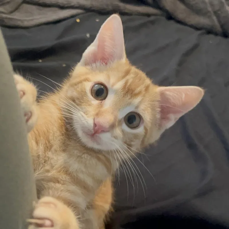 A baby small-sized male Domestic Short Hair cat named Romeo for adoption in Hagerstown, MD