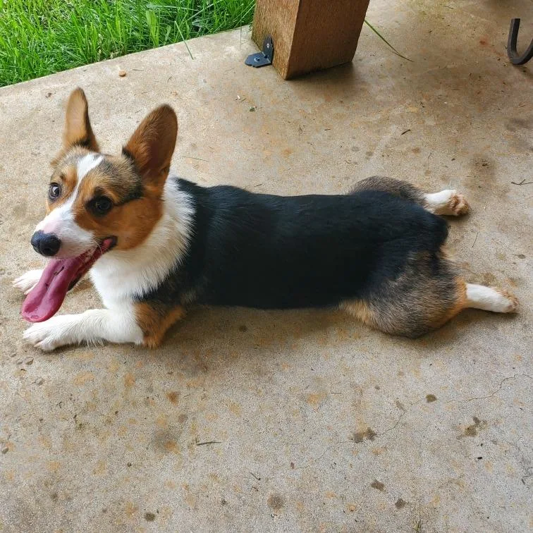 A young small-sized female Black Corgi dog named Layla Nka Libby for adoption in Duncan, OK
