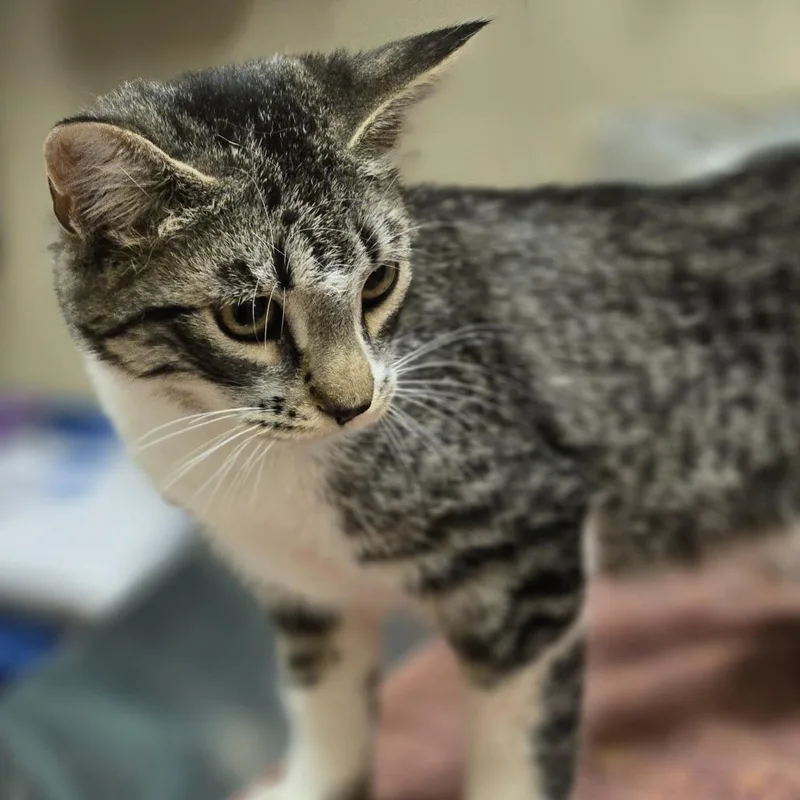 A baby medium-sized female Gray / Blue / Silver Domestic Short Hair cat named Gabrielle for adoption in Wickenburg, AZ