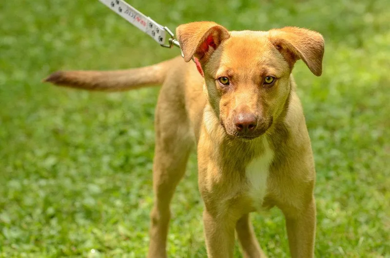 A baby medium-sized male Labrador Retriever dog named Scrappy Doo for adoption in Brick, NJ