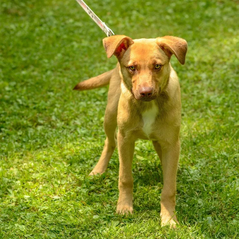 Scrappy Doo thumbnail 2