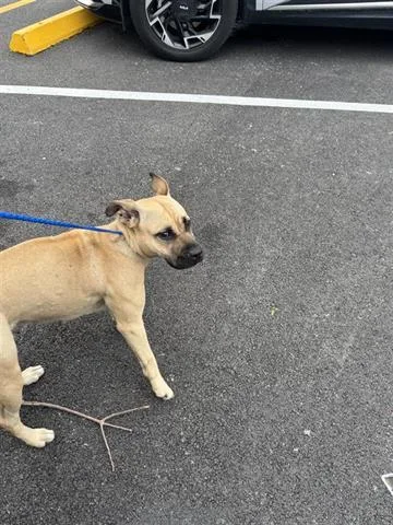 An adult medium-sized female Black Mouth Cur dog named A for adoption in Houston, TX