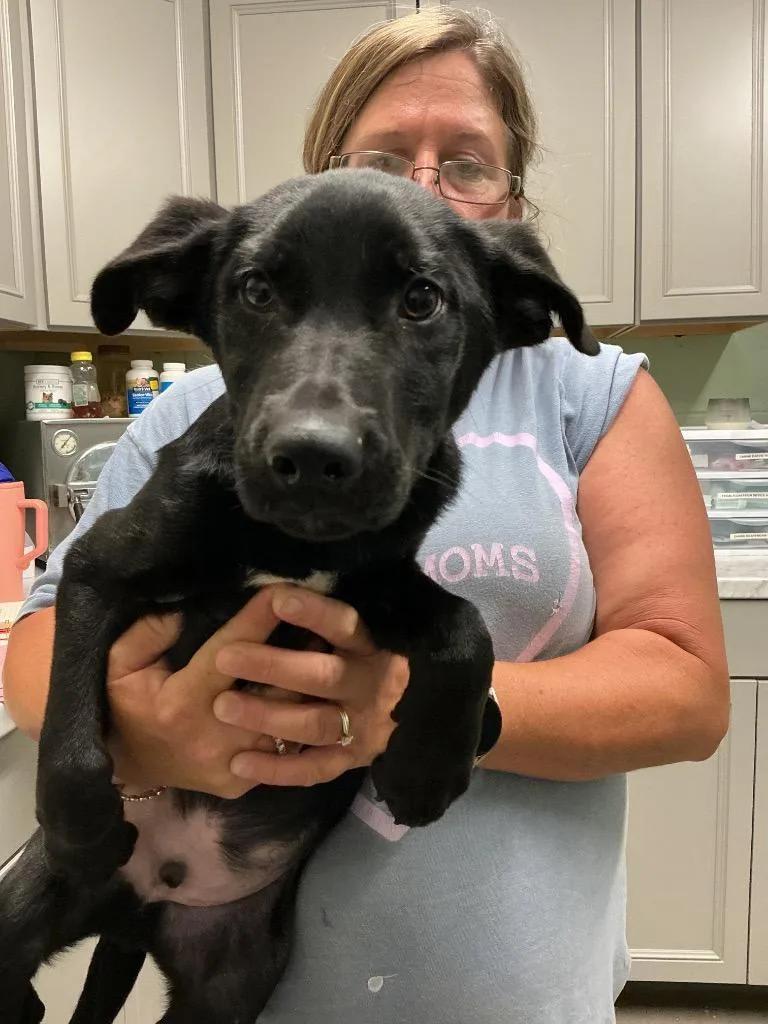 A baby medium-sized male Border Collie dog named Dewey for adoption in Dyersburg, TN