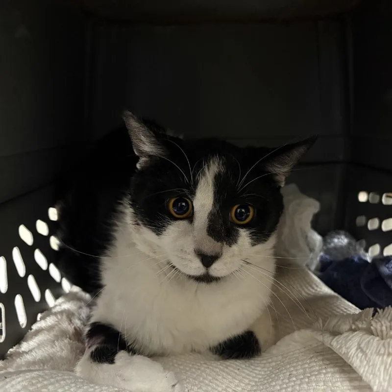 An adult medium-sized male Black Domestic Short Hair cat named July for adoption in Pasadena, CA
