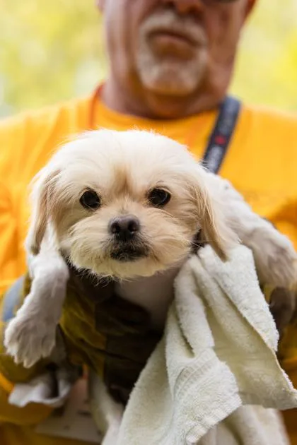 An adult small-sized female Mixed Breed dog named Dandelion for adoption in West Chester, PA