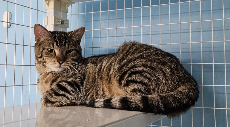 An adult medium-sized male Domestic Short Hair cat named Deku for adoption in Claremont, NH