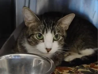 An adult small-sized female Domestic Short Hair cat named Beet for adoption in Golden Valley, MN