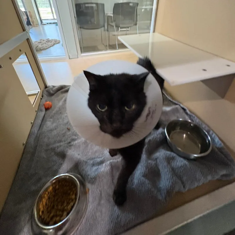A senior medium-sized female Black Domestic Short Hair cat named Hershey for adoption in Leander, TX