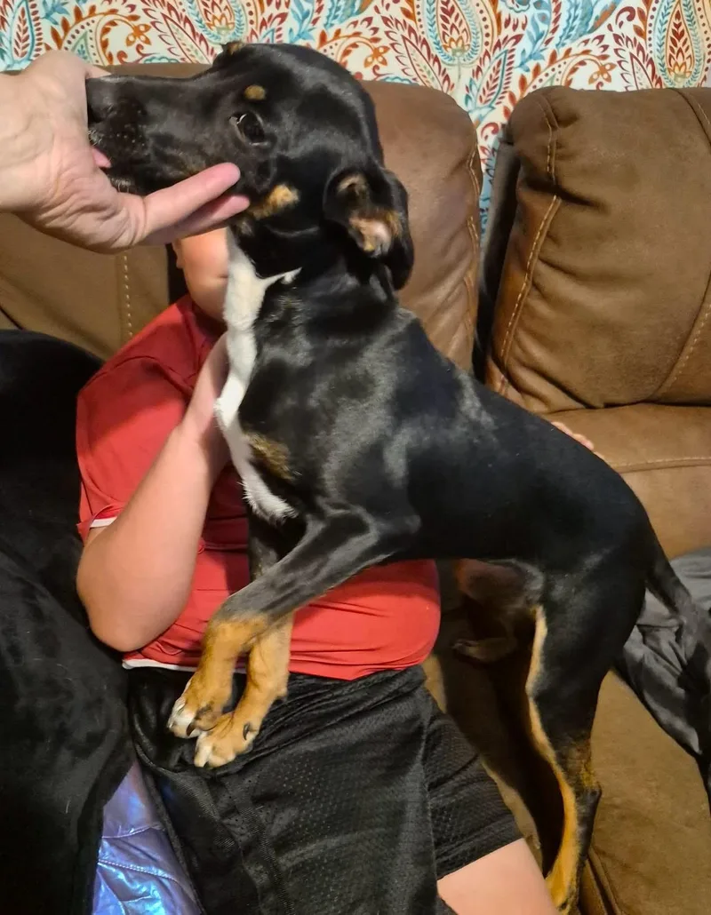 A baby medium-sized female Brown / Chocolate Black and Tan Coonhound dog named Honey for adoption in Rock Spring, GA