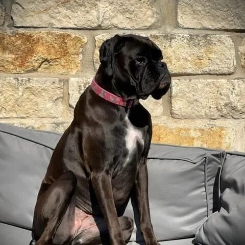 An adult medium-sized female Tricolor (Brown, Black, & White) Boxer dog named Ravyn for adoption in Hewitt, TX