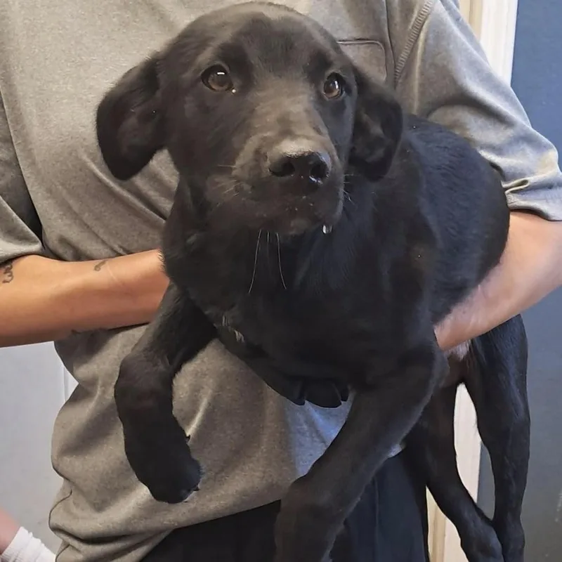 A baby medium-sized male Black Labrador Retriever dog named Ranger for adoption in Hollister, MO