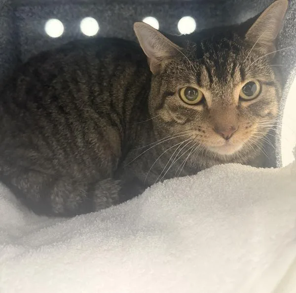 A young medium-sized male Domestic Short Hair cat named Apple Cider for adoption in Ridgewood, NY