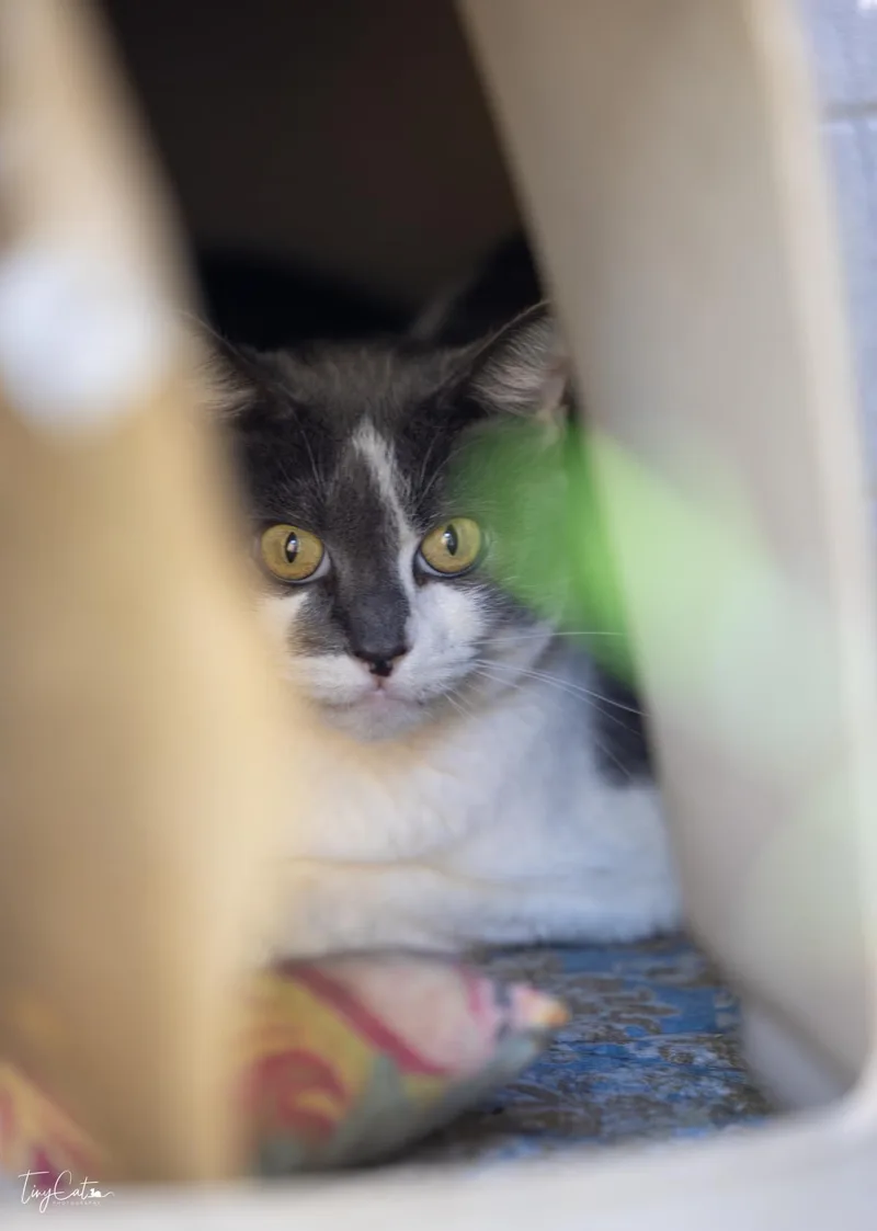 A senior medium-sized female Domestic Short Hair cat named Aphrodite Lyon for adoption in Lincoln, CA