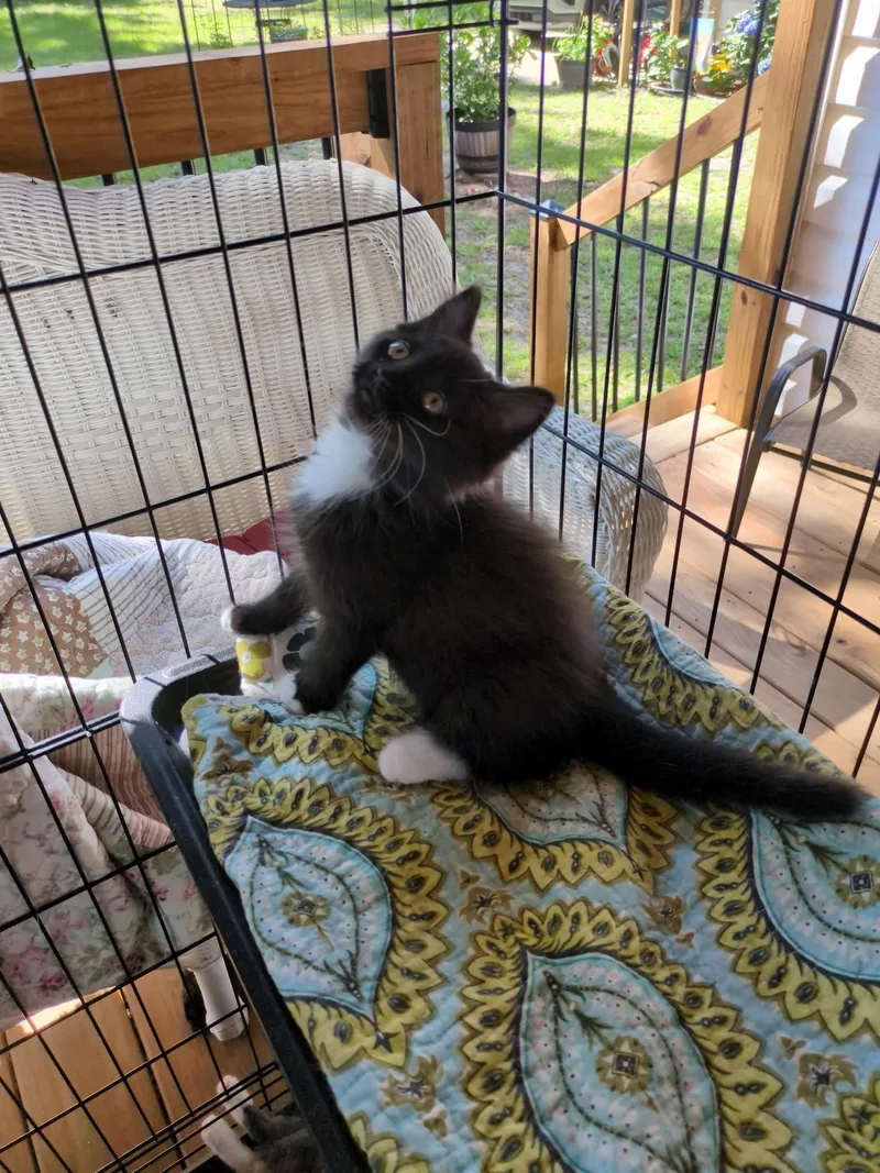 A baby small-sized male Domestic Short Hair cat named Sparks for adoption in Mount Pleasant, SC