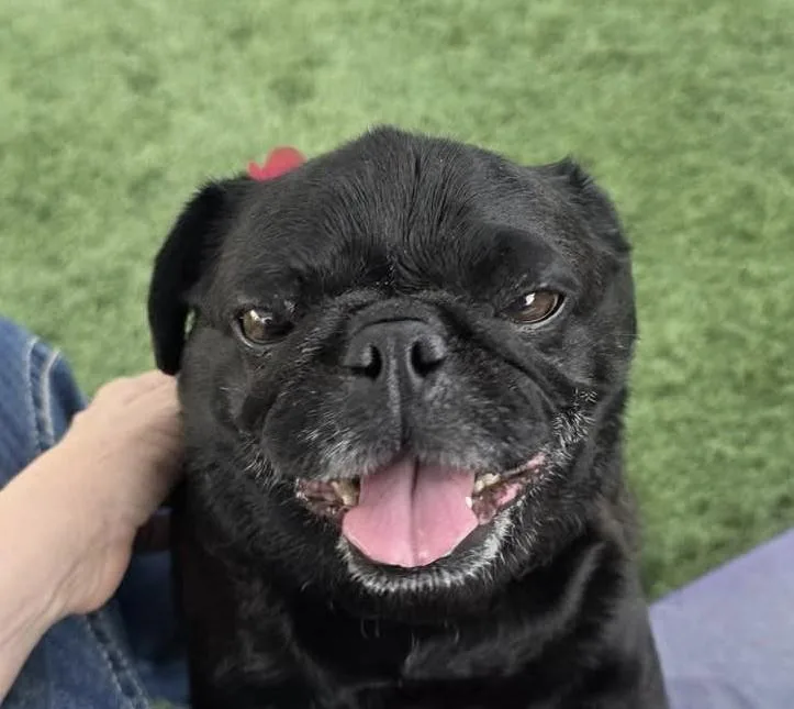 A young small-sized female Black Pug dog named Osita for adoption in Brea, CA