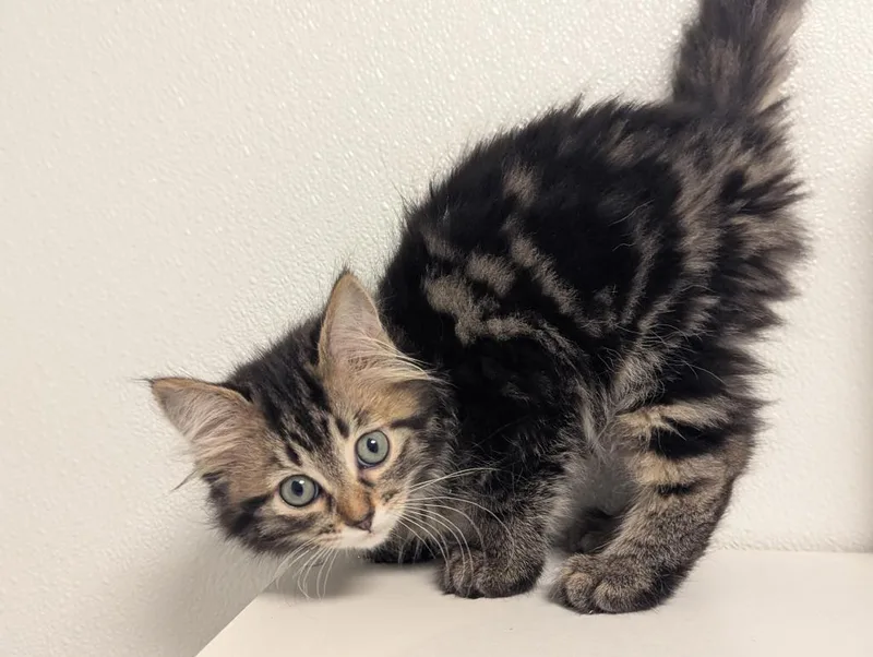 A baby medium-sized female Domestic Short Hair cat named North for adoption in St. Cloud, MN