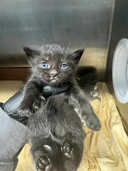 A baby small-sized female Domestic Short Hair cat named Flare Jeans for adoption in West Chester, PA