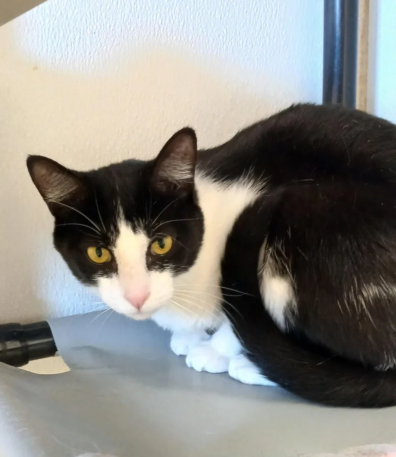 An adult medium-sized male Black & White / Tuxedo Domestic Short Hair cat named Vito for adoption in Bay City, MI