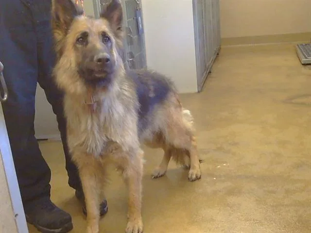 A young medium-sized female German Shepherd Dog dog named Sasha for adoption in Sacramento, CA