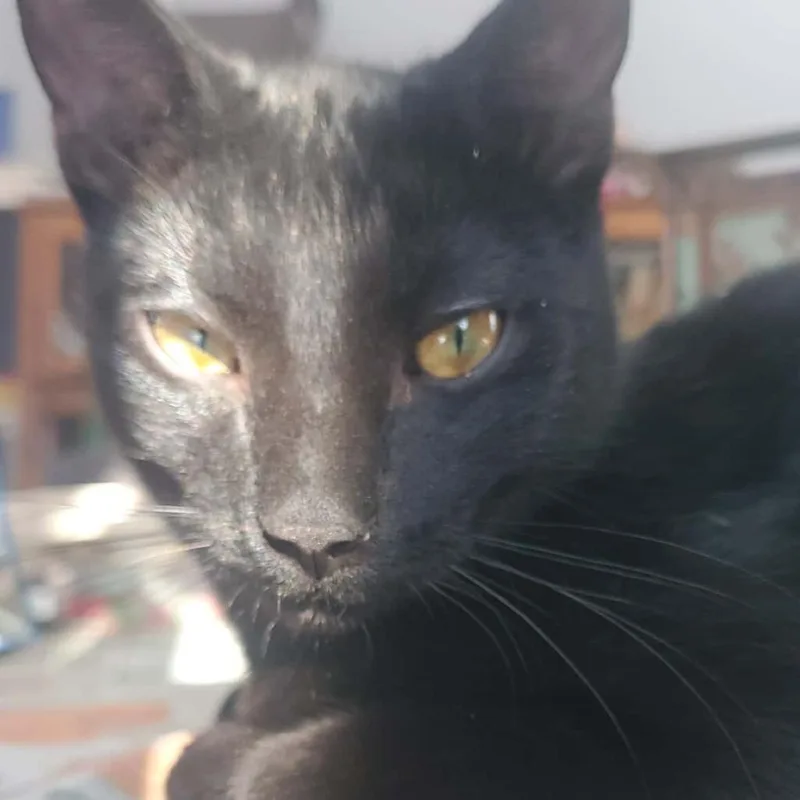 Paladin Danse thumbnail 2