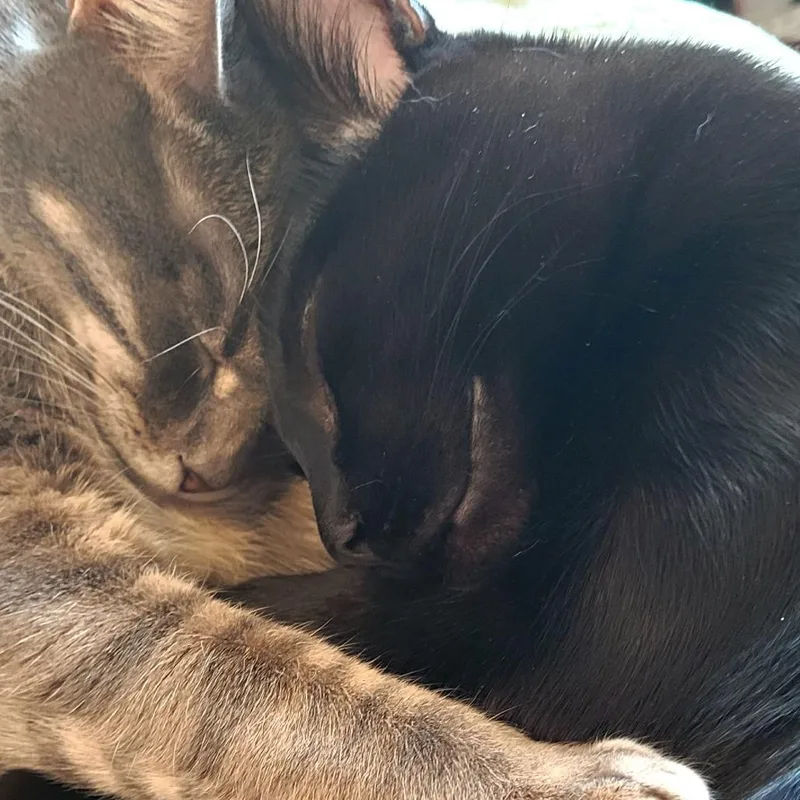 Paladin Danse thumbnail 3