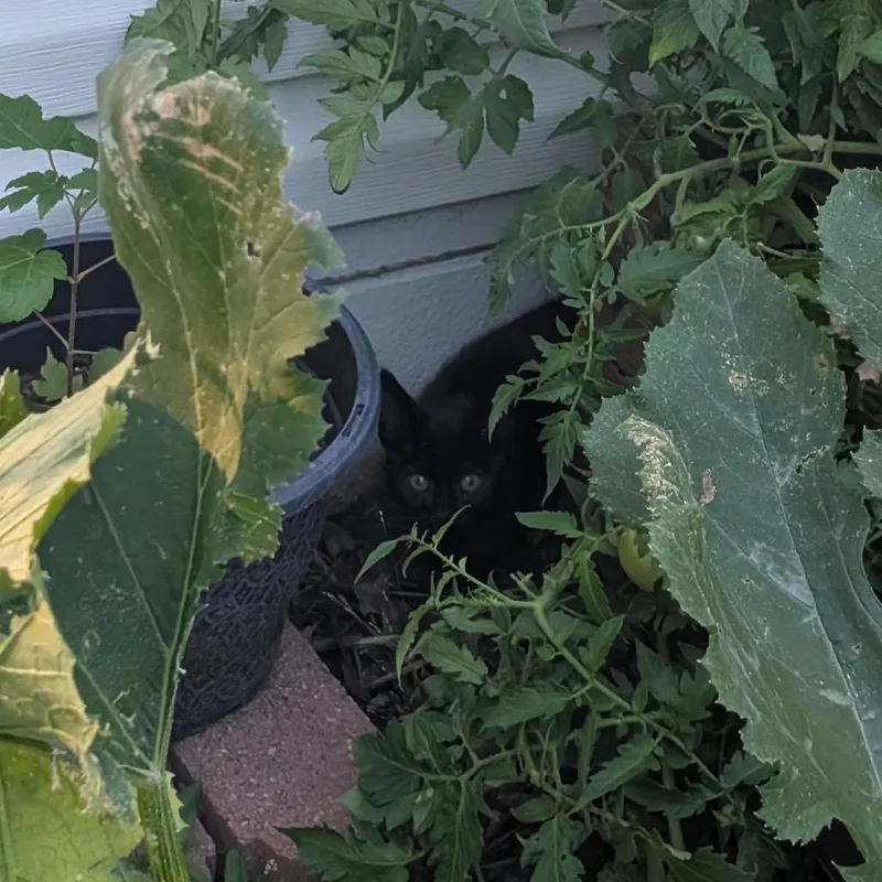 Paladin Danse thumbnail 4