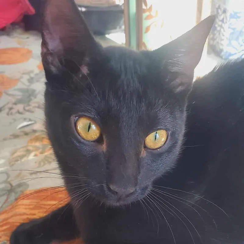 Paladin Danse thumbnail 5