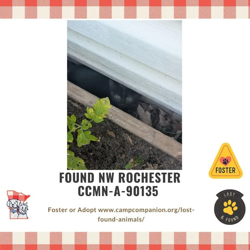 Paladin Danse thumbnail 6