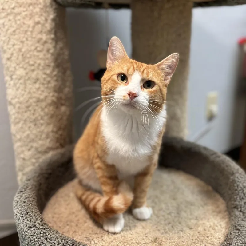 An adult medium-sized male Orange / Red Domestic Short Hair cat named Tillman for adoption in Fargo, ND