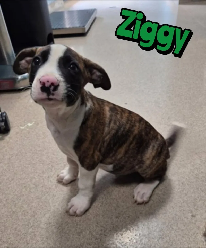 A baby medium-sized male Mixed Breed dog named Ziggy for adoption in Holbrook, NY