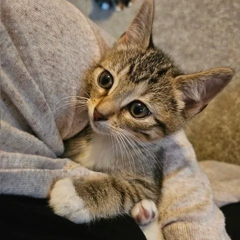 A baby small-sized female Tabby (Brown / Chocolate) Domestic Short Hair cat named Tippy for adoption in Hudsonville, MI