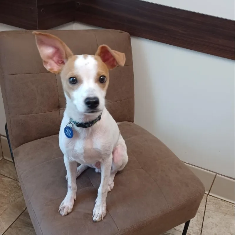 An adult small-sized male Jack Russell Terrier dog named Elvis Presley for adoption in Jersey City, NJ