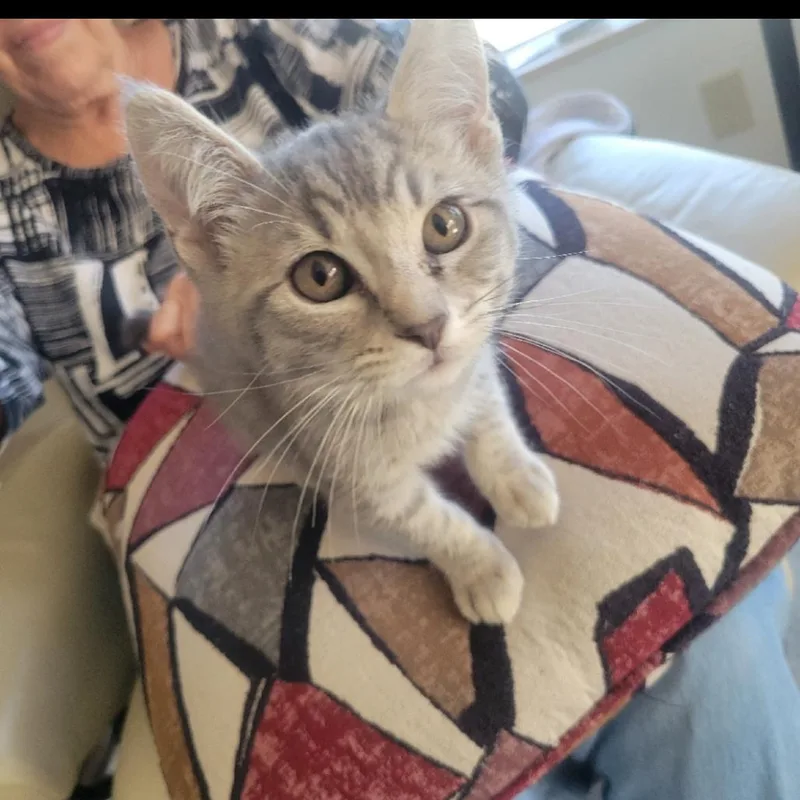 A baby small-sized male Gray / Blue / Silver Domestic Short Hair cat named Paul for adoption in Ashland, OR