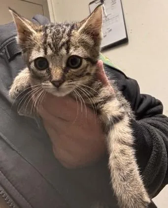 A baby small-sized female Tabby (Brown / Chocolate) Domestic Short Hair cat named Espresso for adoption in Jenks, OK