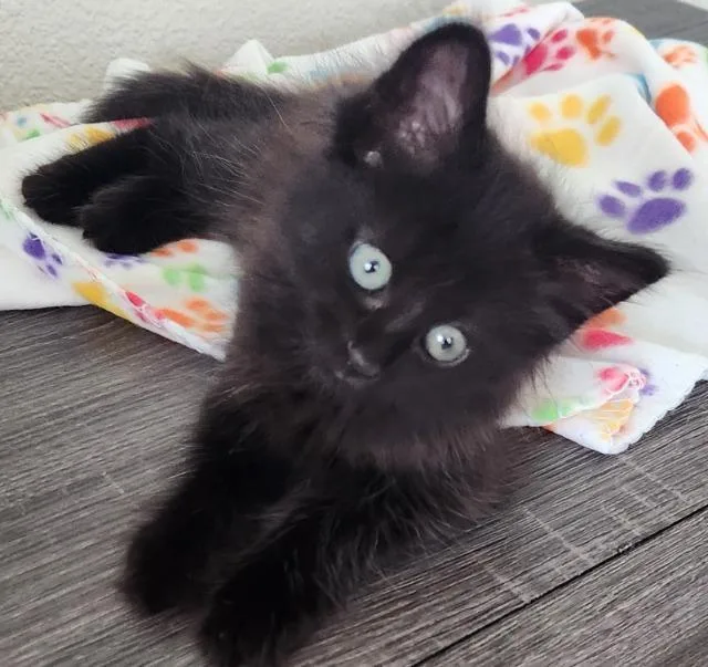 A baby small-sized female Domestic Medium Hair cat named Midori for adoption in New Braunfels, TX