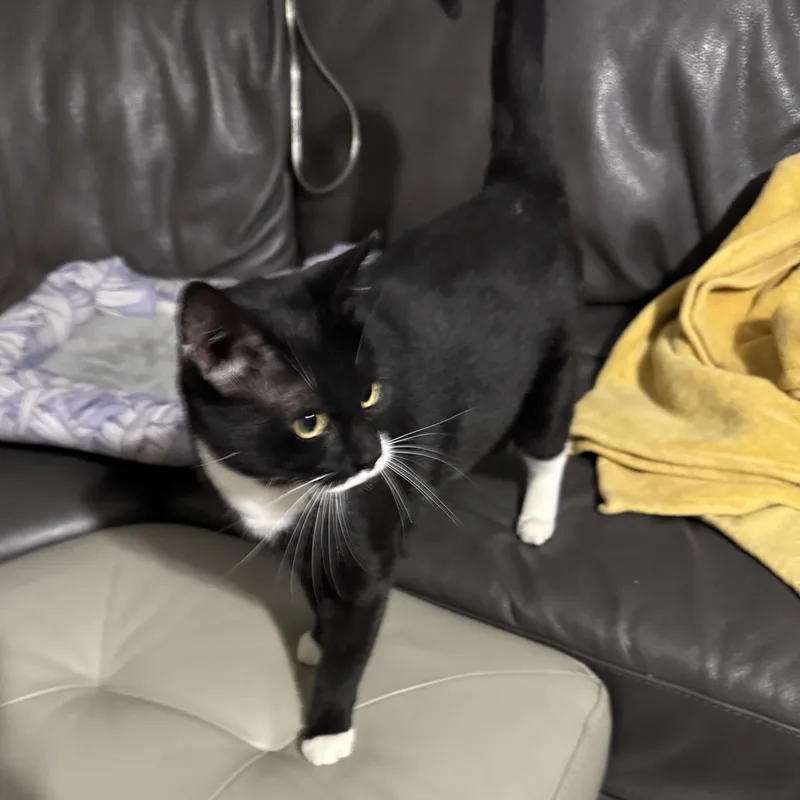 A young medium-sized female Black & White / Tuxedo Tuxedo cat named Melanie for adoption in Miami, FL