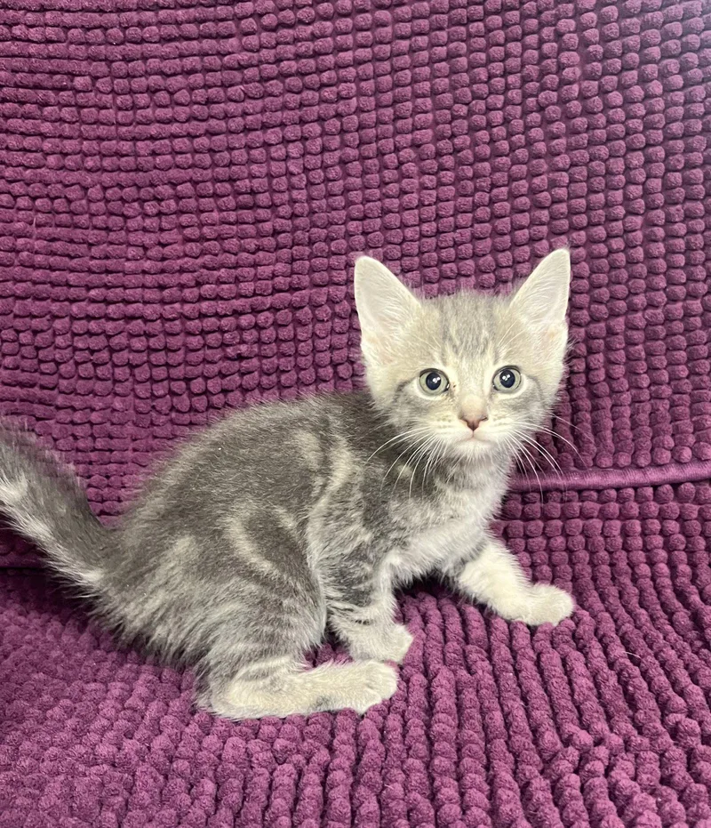 A baby medium-sized male Domestic Short Hair cat named Parker for adoption in Hammond, LA