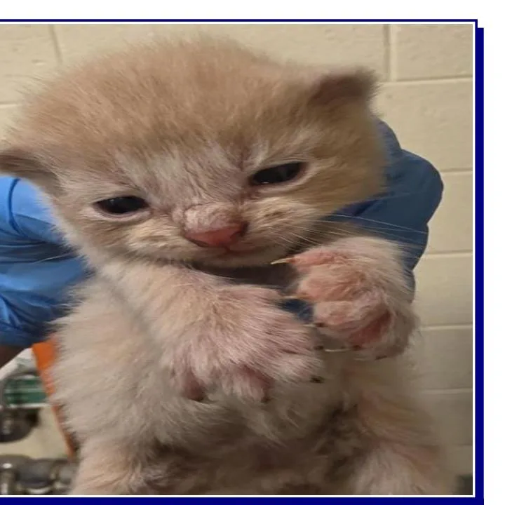 A baby small-sized female Cream / Ivory Domestic Short Hair cat named Ghoul for adoption in Grantsville, UT