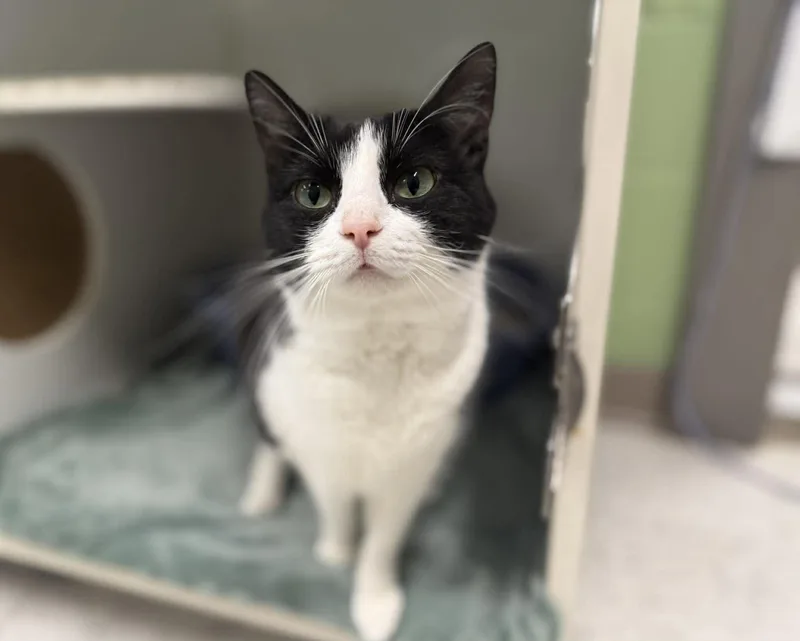 An adult medium-sized female Black & White / Tuxedo Domestic Short Hair cat named Duffy for adoption in Leitchfield, KY