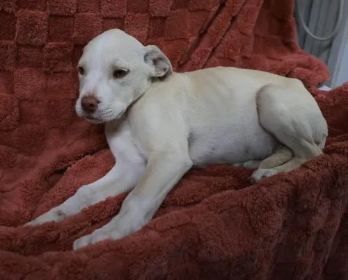 A young medium-sized male Pit Bull Terrier dog named Cloud for adoption in Thief River Falls, MN