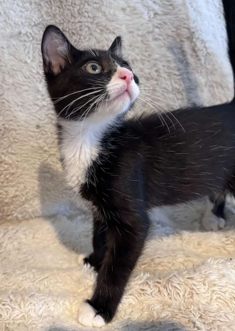 A baby medium-sized male Black & White / Tuxedo Domestic Short Hair cat named Cody for adoption in Riverside, CA