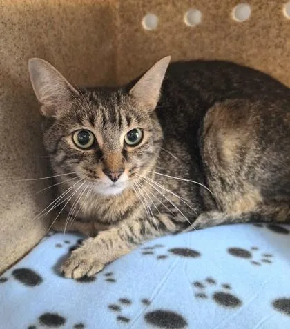 An adult small-sized male Domestic Short Hair cat named Rocket for adoption in New Hope, PA