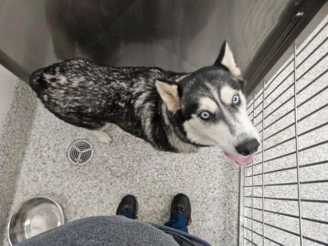 A young large-sized female Husky dog named Adele for adoption in Tucson, AZ