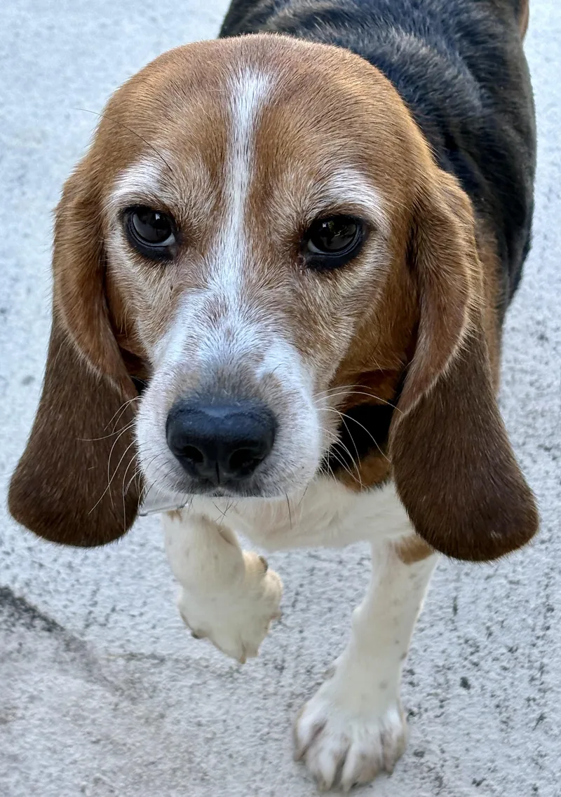 An adult small-sized female Tricolor (Brown, Black, & White) Beagle dog named Zoey for adoption in South Plainfield, NJ