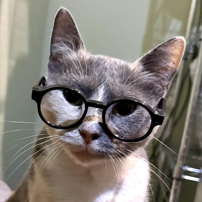 An adult medium-sized female Calico cat named Gemma Stone for adoption in Liverpool, TX
