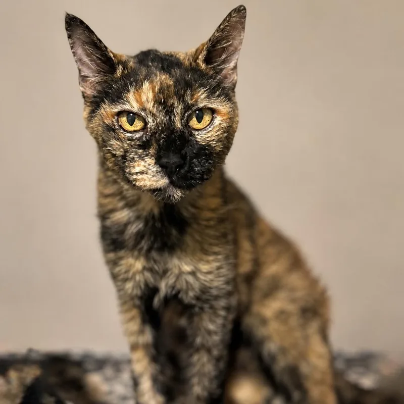 A senior small-sized female Domestic Short Hair cat named Birdie for adoption in Bountiful, UT