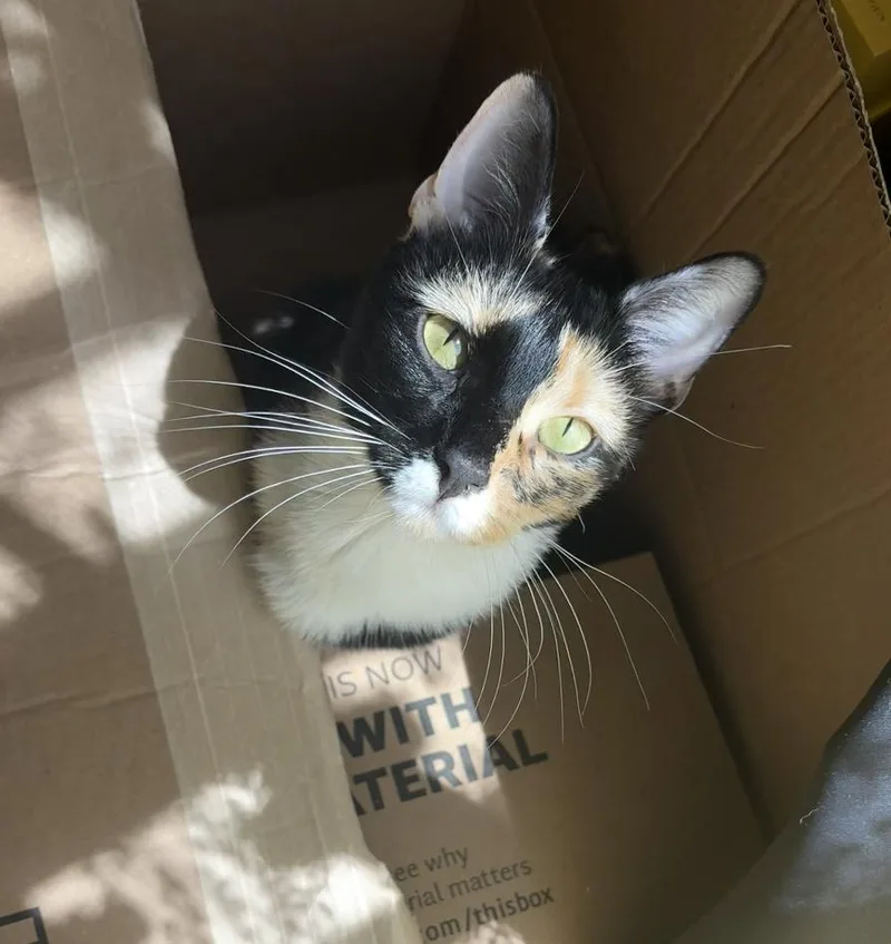 A young medium-sized male Domestic Short Hair cat named Cowgirl Chicken for adoption in Brooklyn, NY