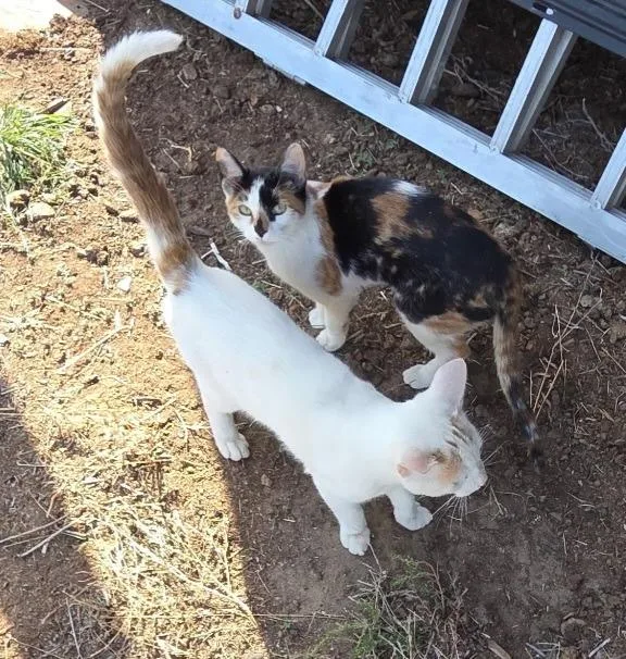 A baby medium-sized female Calico cat named Prism for adoption in Cut Bank, MT