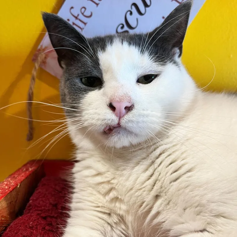An adult small-sized male White Domestic Short Hair cat named Appa for adoption in Howard beach, NY