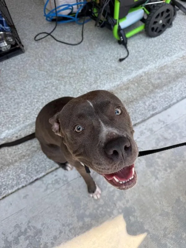 An adult large-sized female Pit Bull Terrier dog named Pen  Glory for adoption in Lawrenceville, GA
